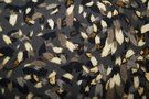 Donkergrijze stoffen - Polyester stof - animal brush bubble chiffon - donkergrijs - 18435-980