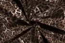 Bruine stoffen - Katoen stof - satin panterprint - bruin - 19115-055