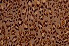 Bruine stoffen - Tricot stof - panter skin crincle - beige bruin - 17912-178