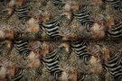 Zwarte stoffen - Tricot stof - digitaal dierenprint - beige zwart - 22931-33