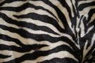 Dierenprint stoffen - Polyester stof - Dierenprint zebra - beige/donkerbruin - 4510-52