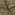 Katoen stof - camouflage - groen - 15801-026