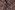 Ribcord stof - babyrib bloemen - aubergine - 19/9802-004
