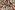 Tricot stof - bladeren - beige terra - 19201-036