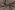 Tricot stof - panter - beige zwart - 21729-052
