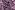Tricot stof - fijne wafel - bloemen - lavendel paars - 3151-044