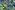 Fluweelstof - pauwen - blauw groen - 22775-970