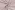 Broderie stof - cutie embroidery bloemen - zand - 48062-520