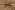 Tricot stof - rib jersey - camel - 3362-153