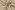 Jersey - Rippstrick - beige - 3362-052