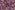 Jersey - Blumen - lavendel - 4124-005