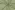 Katoen stof - poplin - strepen - groen - 8234-017