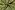 Katoen stof - batik - voile - bloemen - limoen - 23364-023