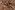 Katoen stof - batik - voile - bladeren - rood - 23378-015