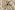 Hydrofiel stof - bloemen en vogels - taupe - 23266-054