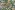 Stretch stof - camouflage - groen multi - 325042-11