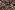 Stretch stof - zebraprint brush - zand - 22003-520