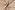 Voering stof - naturel - RS0803-540