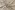 Jersey - French Terry - Löwen - beige - 25/25430-052