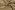 Suèdine stof - suède wildleer - bloemen - camel - 31/24120-053
