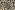 Canvas stof - panterprint - zwart crème - 410118-40