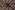 Kant stof - foil lace - bruin - 22412-100