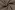 Canvas stof - taupe - 4795-154