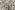 Weihnachtsstoff – Textur – Stechpalme & Tannenzapfen – weiß – 6796-1