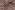 Strickstoff – Piqué – beige – 24215-052