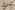 Polyester – meliert – beige – 25004-052