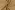 Baumwolle – Popeline – Blätter – beige – 60689-052