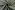 Waterafstotende stof - trenchcoat - mint - 60213-021