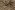 Tricot stof - French Terry - bladeren - bruin - 24522-055