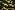 Ptx17/18 961081-43 Canvas armee braun/schwarz/gelb/grün
