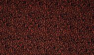 Nicky velours stof - Organic nicky Velours panterprint - terra - 2500-037 - Nicky velours stof - Organic nicky Velours panterprint - terra - 2500-037 108215-nicky-velours-stof-organic-nicky-velours-panterprint-terra-2500-037-nicky-velours-stof-organic-nicky-velours-panterprint-terra-2500-037.jpg