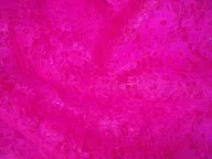 Kant fuchsia - Kant fuchsia 39759-kant-fuchsia-kant-fuchsia.jpg
