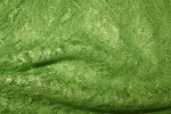 NB 3958-023 Kant gebloemd appelgroen - NB 3958-023 Kant gebloemd appelgroen 73434-nb-3958-023-kant-gebloemd-appelgroen-nb-3958-023-kant-gebloemd-appelgroen.jpg