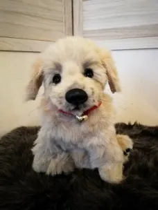 Golden Retriever pup
