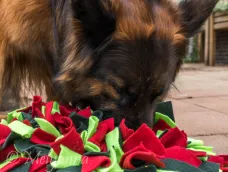 Marian Servaas (Dog-Life hondenschool