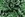 Viscose stof - borken crepe bloemen - marine/groen - 19099-008 - Viscose stof - borken crepe bloemen - marine/groen - 19099-008