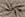 Viscose stof - twill - bloemen - taupe - 20065-054 - Viscose stof - twill - bloemen - taupe - 20065-054