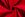 Katoen stof - uni - rood - 5569-015 - Katoen stof - uni - rood - 5569-015