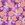Katoen stof - poplin - bloemen - paars - 4017-022 - Katoen stof - poplin - bloemen - paars - 4017-022