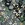 Katoen stof - poplin - bloemen - zwart - 16536-690 - Katoen stof - poplin - bloemen - zwart - 16536-690