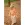 Baumwolle - yarn dyed Karos - Orange-Lachs - 24/3511-003 - Baumwolle - yarn dyed Karos - Orange-Lachs - 24/3511-003