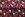 Tricot stof - digitaal pauw - bordeaux multi - 25926-14 - Tricot stof - digitaal pauw - bordeaux multi - 25926-14
