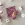 Catona Chroma 020 - Chestnut - 50 gram - Catona Chroma 020 - Chestnut - 50 gram 