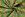 Katoen stof - batik - voile - bloemen - limoen - 23364-023 - Katoen stof - batik - voile - bloemen - limoen - 23364-023