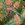 Katoen stof - batik - voile - bloemen - limoen - 23364-023 - Katoen stof - batik - voile - bloemen - limoen - 23364-023