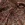 Kant stof - foil lace - bruin - 22412-100 - Kant stof - foil lace - bruin - 22412-100